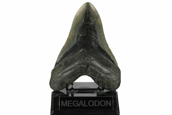 Fossil Megalodon Tooth - North Carolina #172589